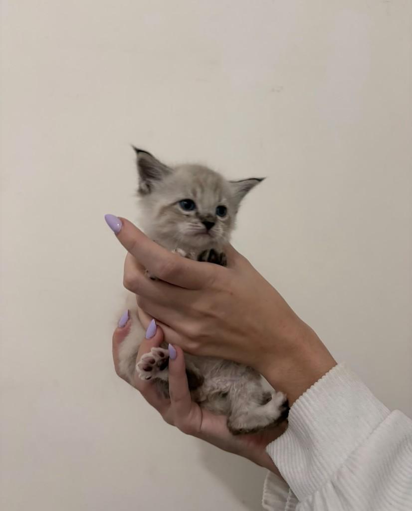 Safira, gata de porte pequeno para adoção em Rio de Janeiro - RJ
