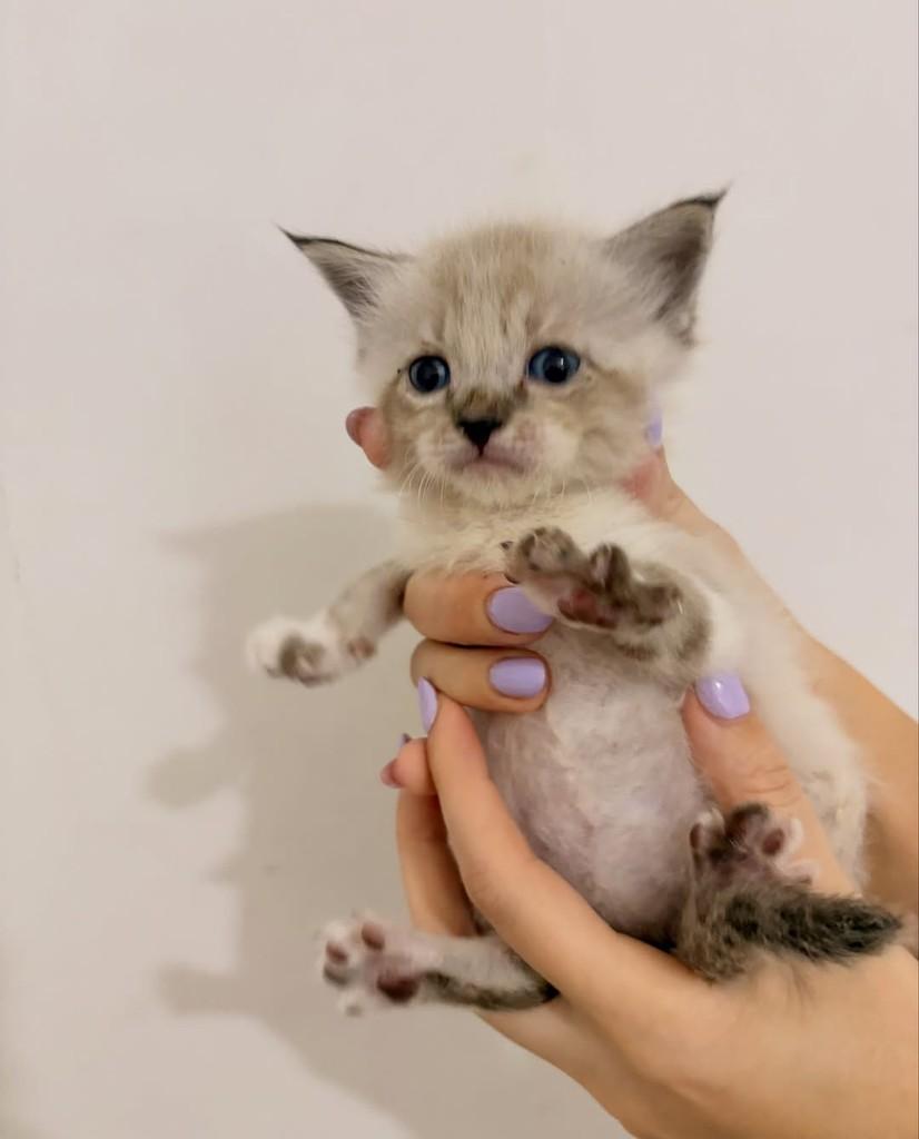 Safira, gata de porte pequeno para adoção em Rio de Janeiro - RJ — foto 2 de 3