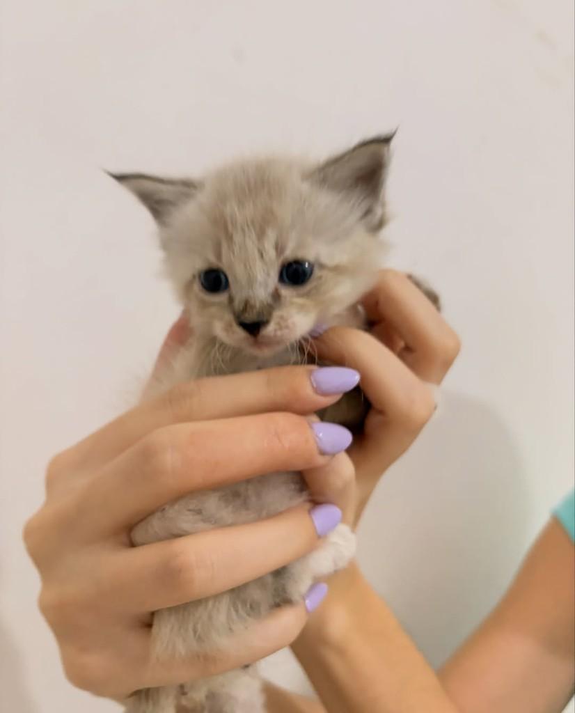 Safira, gata de porte pequeno para adoção em Rio de Janeiro - RJ — foto 3 de 3