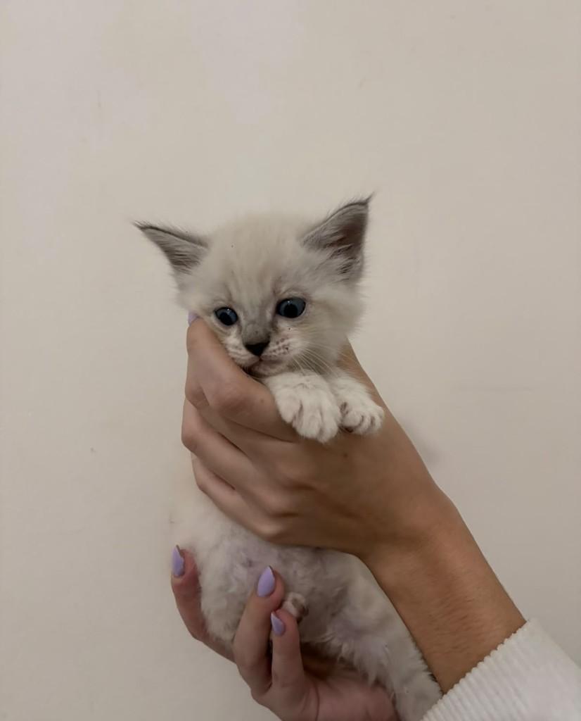 Mingau, gato de porte pequeno para adoção em Rio de Janeiro - RJ