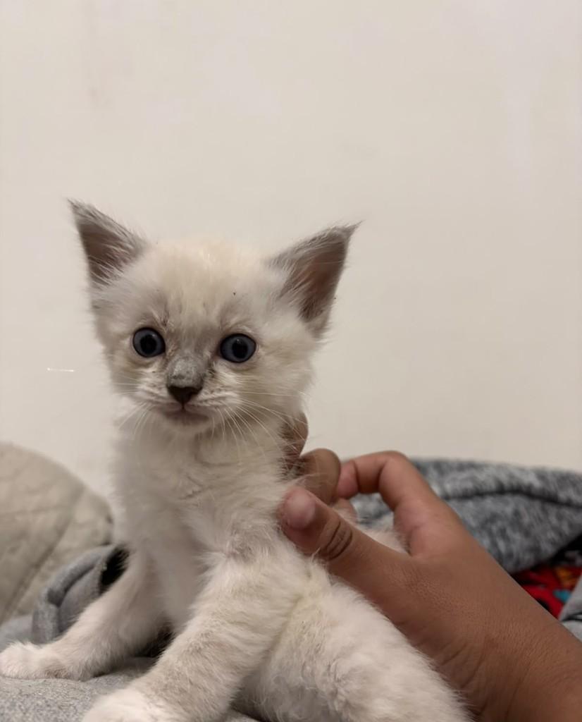 Mingau, gato de porte pequeno para adoção em Rio de Janeiro - RJ — foto 2 de 2