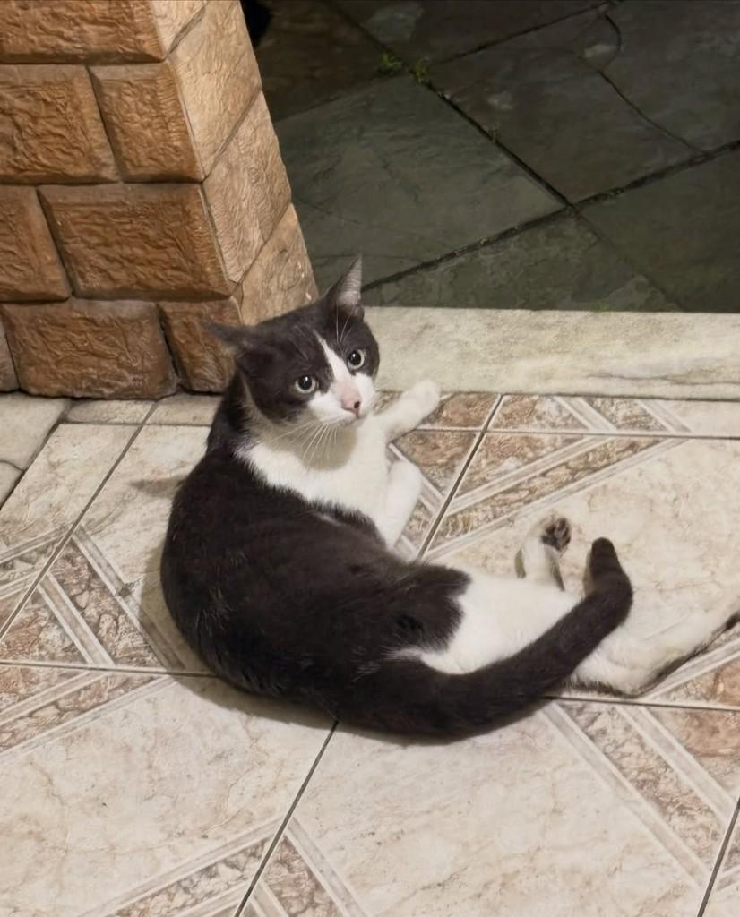 Romeu, gato para adoção em Rio de Janeiro - RJ