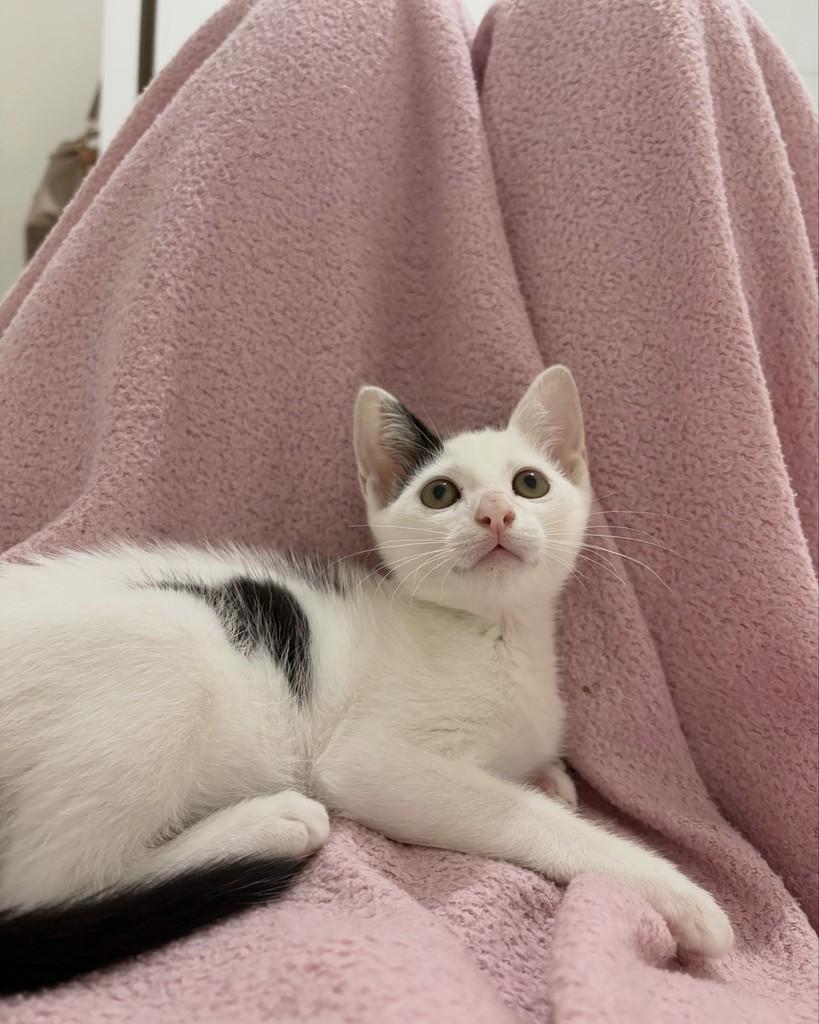Theo, gato de porte pequeno para adoção no Rio de Janeiro - RJ