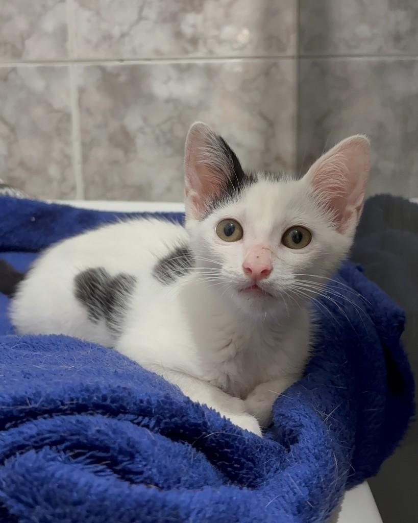 Theo, gato de porte pequeno para adoção no Rio de Janeiro - RJ — foto 2 de 5