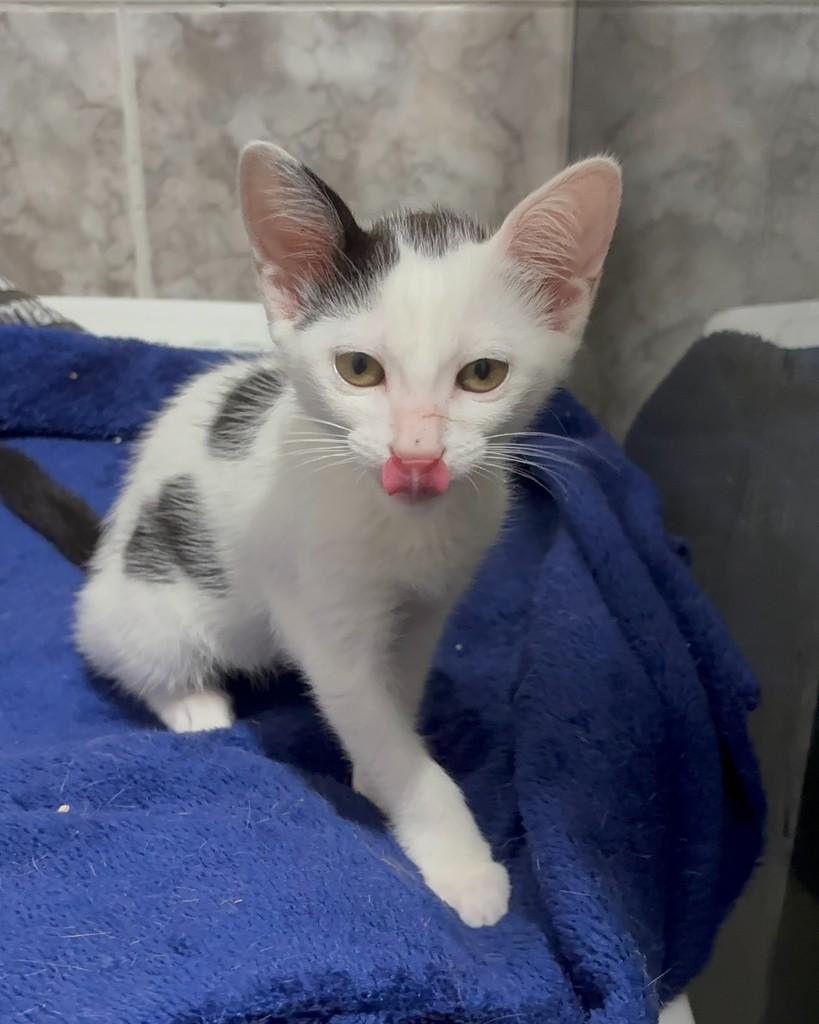 Theo, gato de porte pequeno para adoção no Rio de Janeiro - RJ — foto 3 de 5