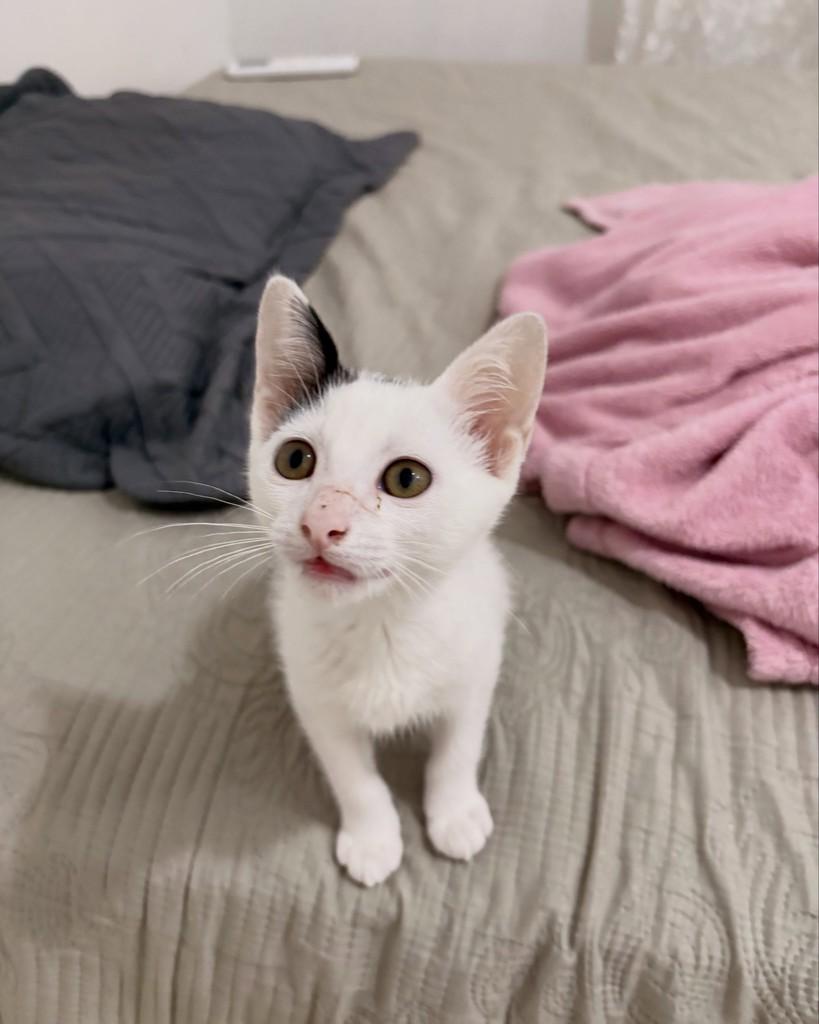 Theo, gato de porte pequeno para adoção no Rio de Janeiro - RJ — foto 4 de 5
