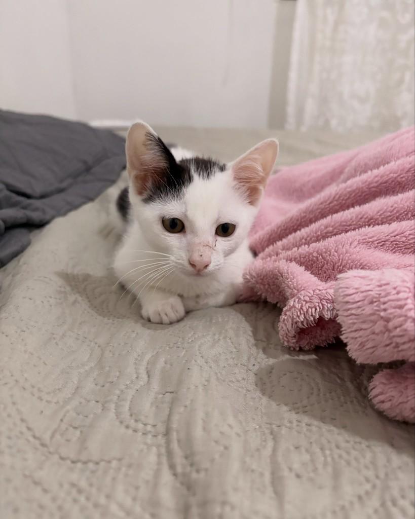 Theo, gato de porte pequeno para adoção no Rio de Janeiro - RJ — foto 5 de 5