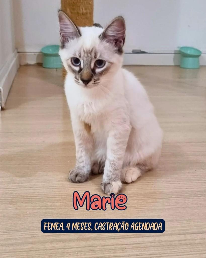 Marie, gata de porte pequeno para adoção em Curitiba - PR