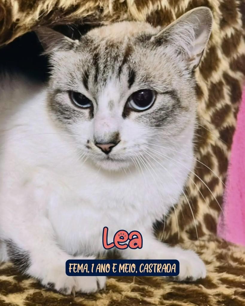 Princesa Léa, gata de porte pequeno para adoção em Curitiba - PR