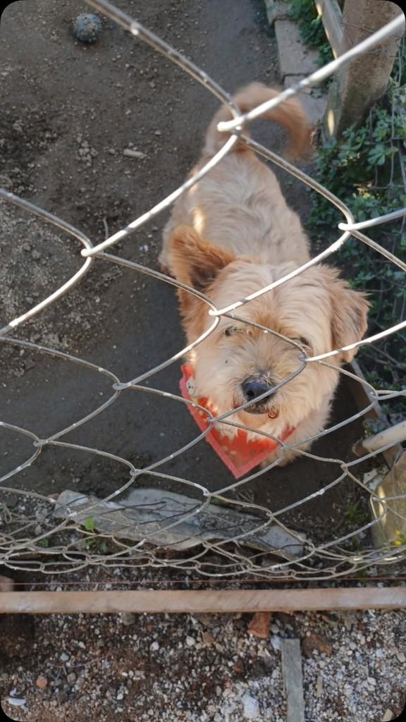 Pistolinha, cachorro de porte médio para adoção em Curitiba - PR