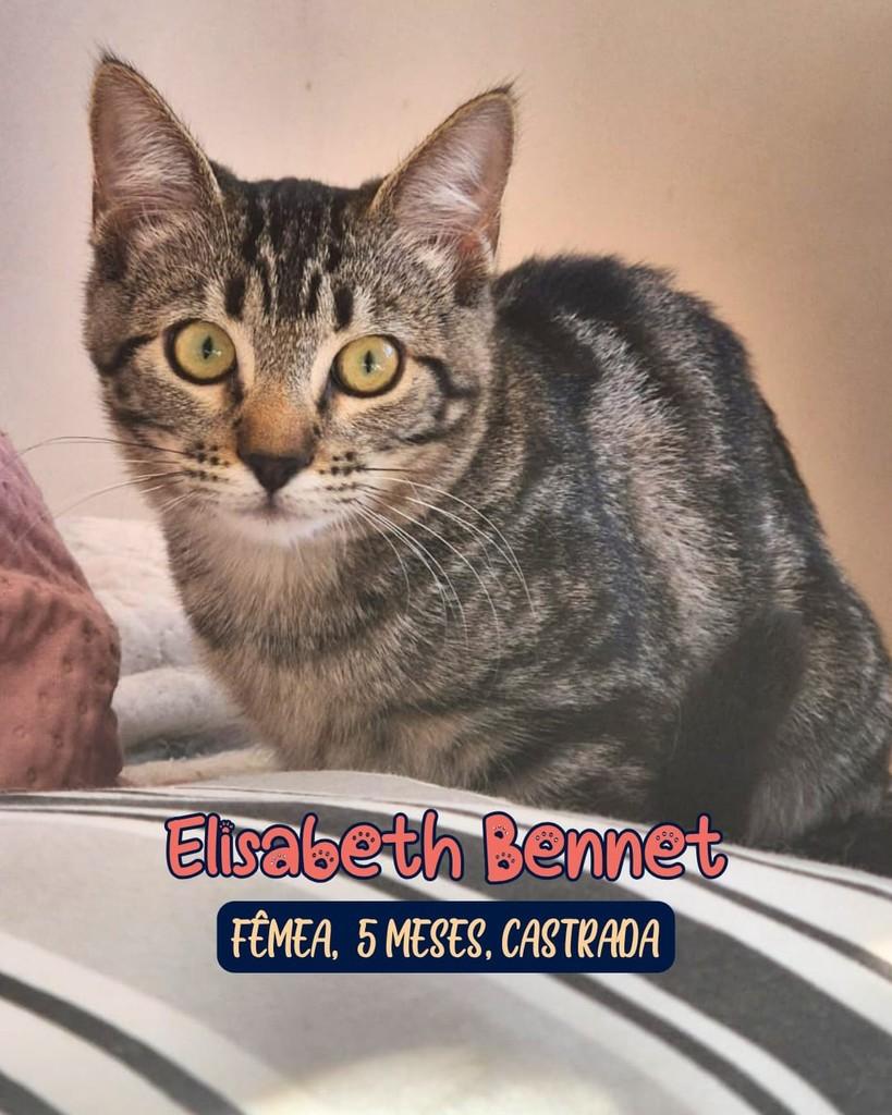 Elisabeth Bennet, gata para adoção em Curitiba - PR