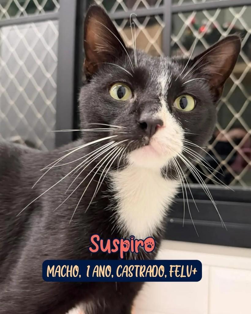 Suspiro, gato de porte médio para adoção em Curitiba - PR