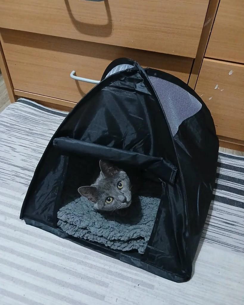 Maya, gata de porte pequeno para adoção em Curitiba - PR