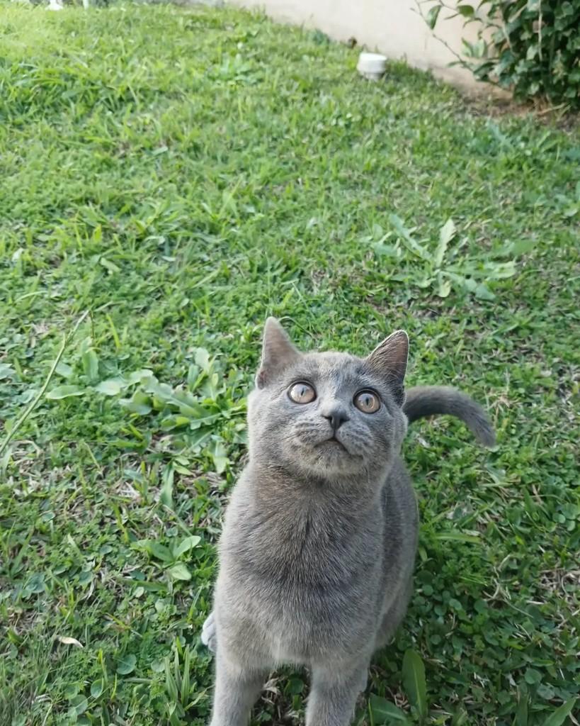 Maya, gata de porte pequeno para adoção em Curitiba - PR — foto 2 de 4