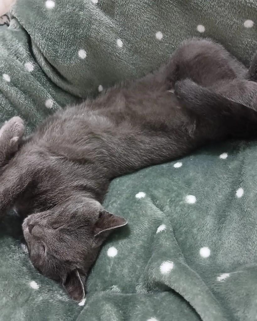 Maya, gata de porte pequeno para adoção em Curitiba - PR — foto 3 de 4