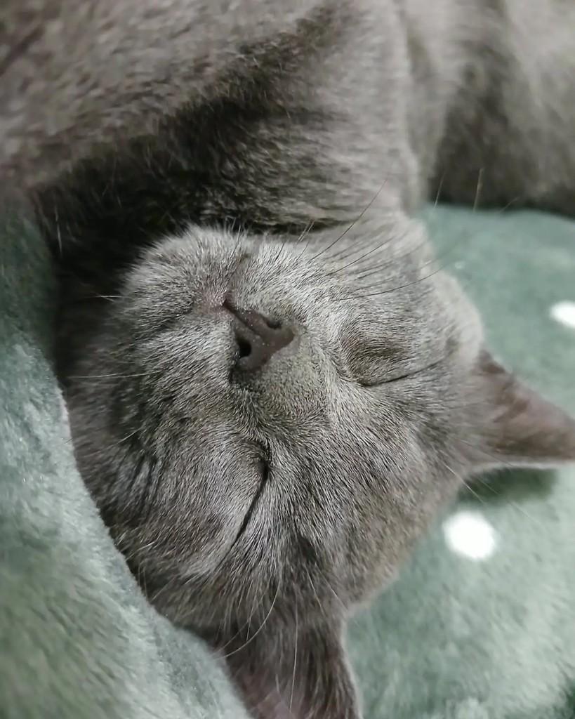 Maya, gata de porte pequeno para adoção em Curitiba - PR — foto 4 de 4