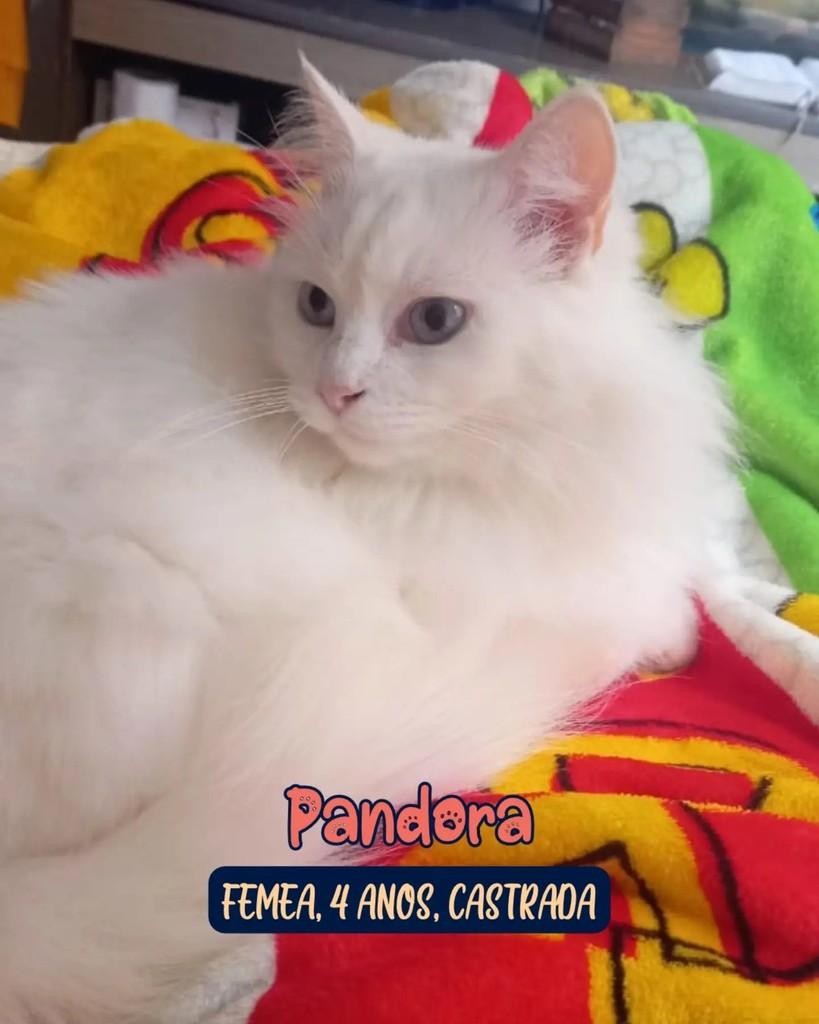 Pandora, gata para adoção em Curitiba - PR