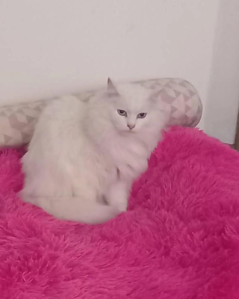 Pandora, gata para adoção em Curitiba - PR — foto 2 de 4