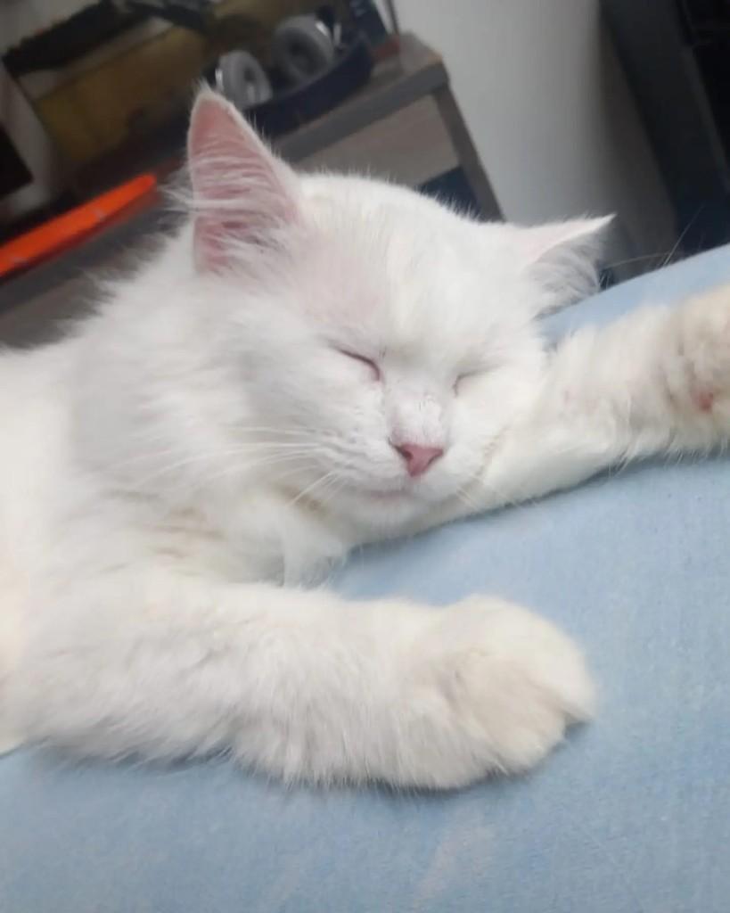 Pandora, gata para adoção em Curitiba - PR — foto 3 de 4