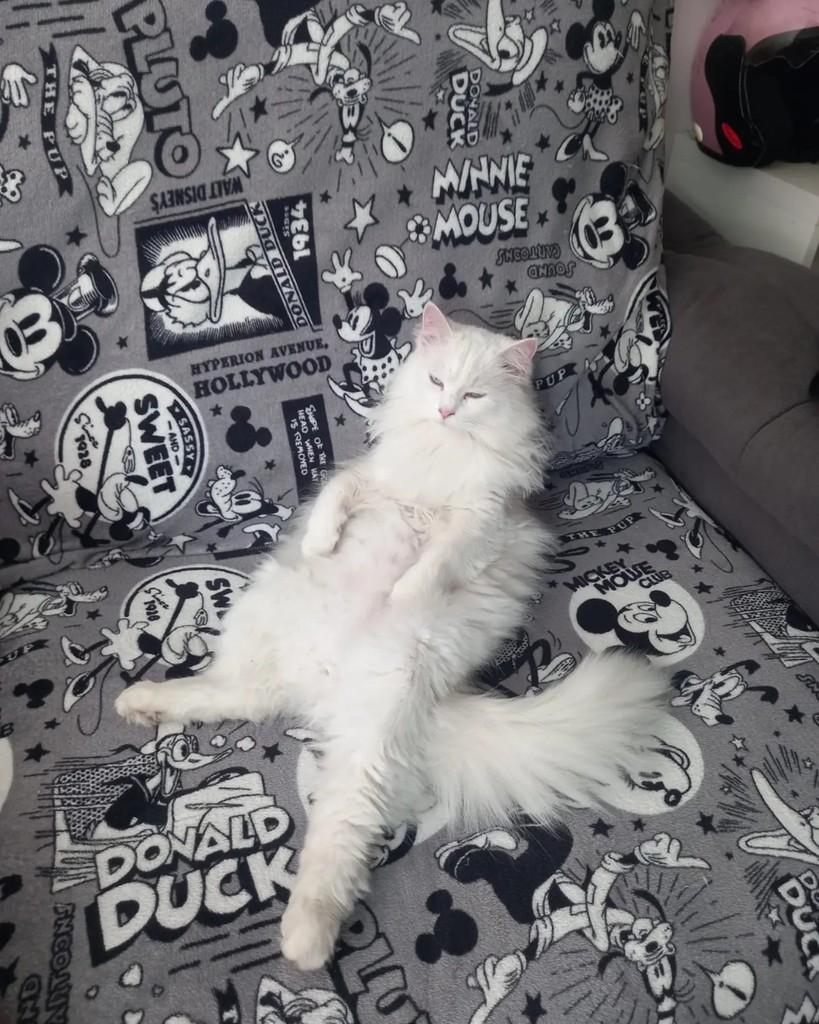 Pandora, gata para adoção em Curitiba - PR — foto 4 de 4
