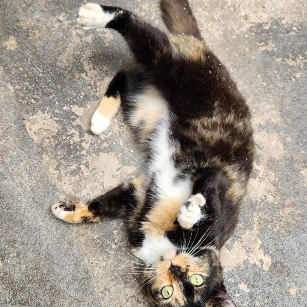 Ronron, gato de porte pequeno para adoção em São Paulo - SP