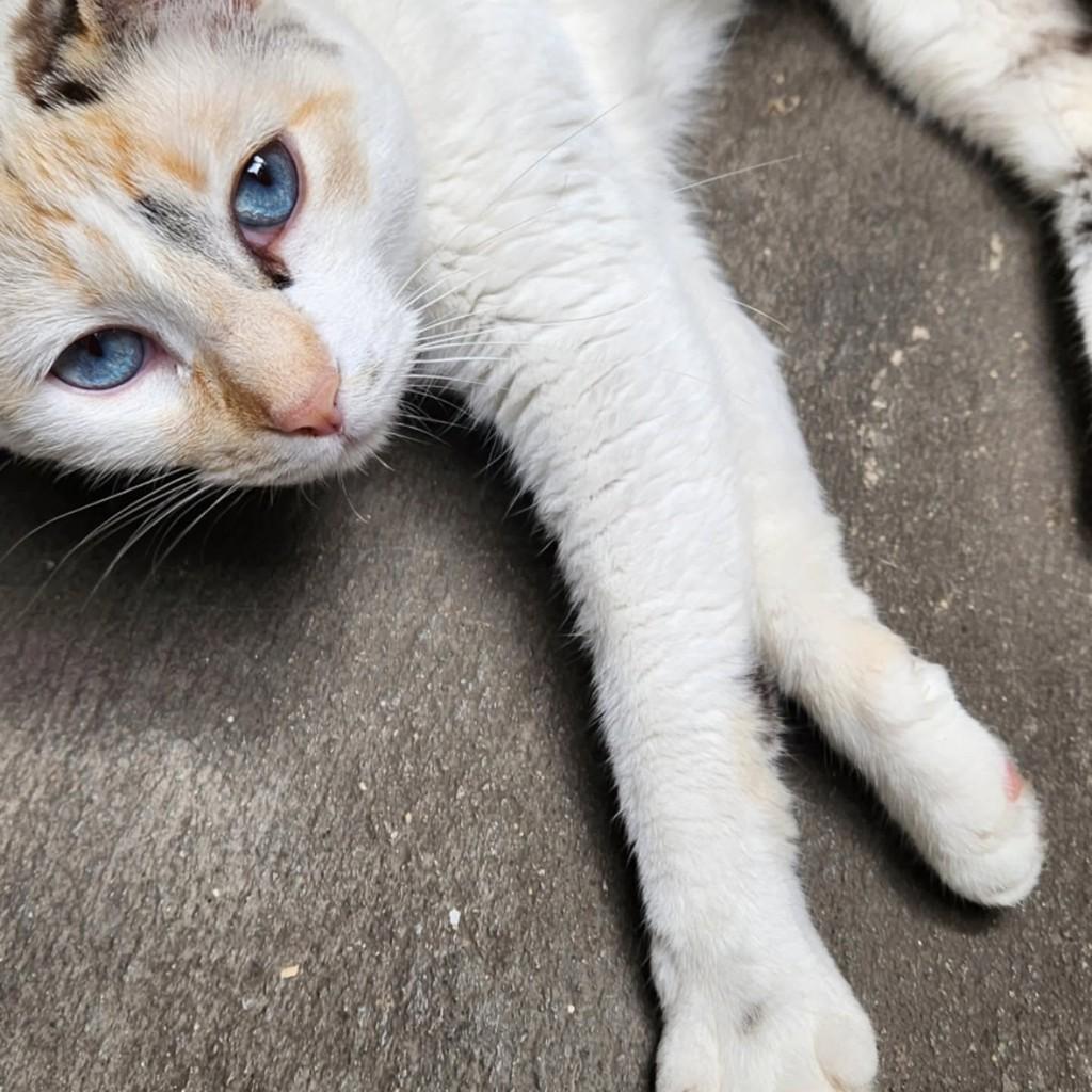 Filomena, gata de porte pequeno para adoção em São Paulo - SP