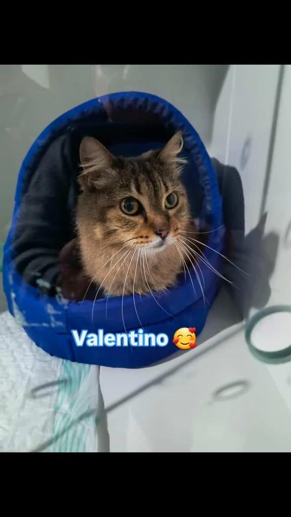 Valentino, gato de porte pequeno para adoção em São Paulo - SP
