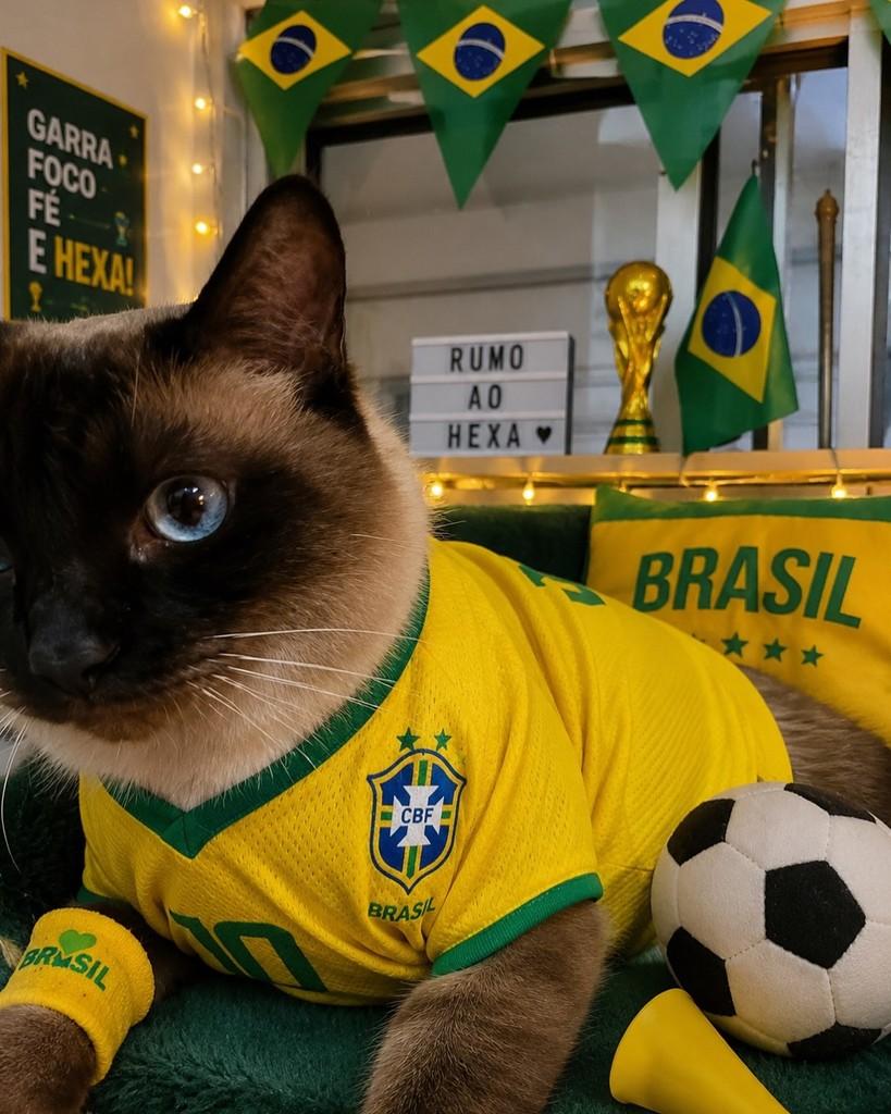 Joe, gato de porte pequeno para adoção em São Paulo - SP