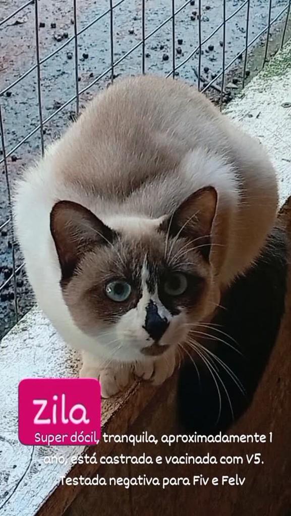 Zila, gata de porte médio para adoção em Blumenau - SC