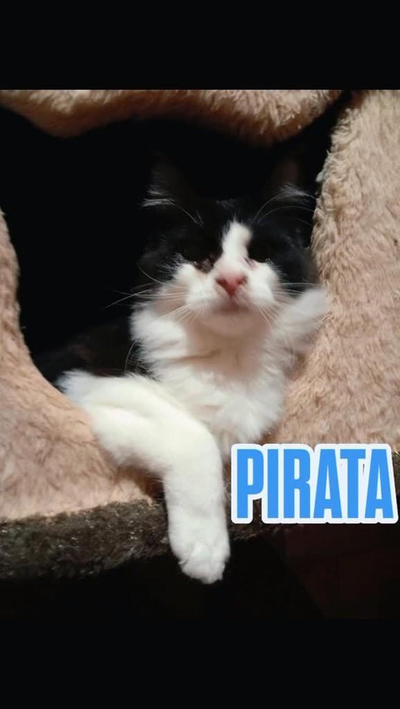 Pirata, gato de porte pequeno para adoção em Blumenau - SC