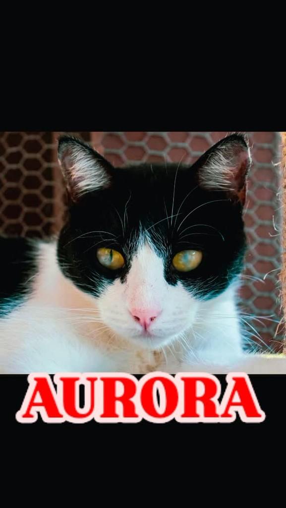 Aurora, gato de porte médio para adoção em Blumenau - SC