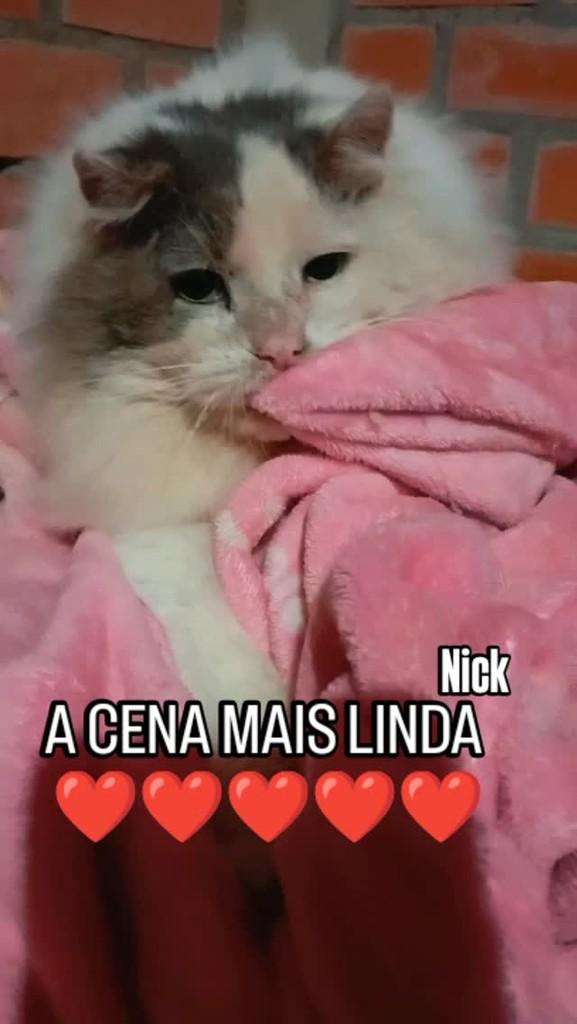Nick, gato de porte pequeno para adoção em Blumenau - SC
