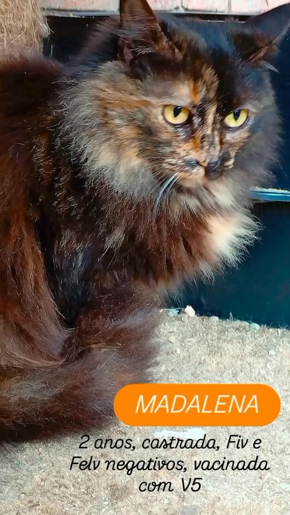 Madalena, gata de porte pequeno para adoção em Blumenau - SC