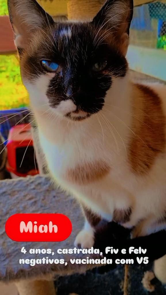 Miah, gata de porte médio para adoção em Blumenau - SC