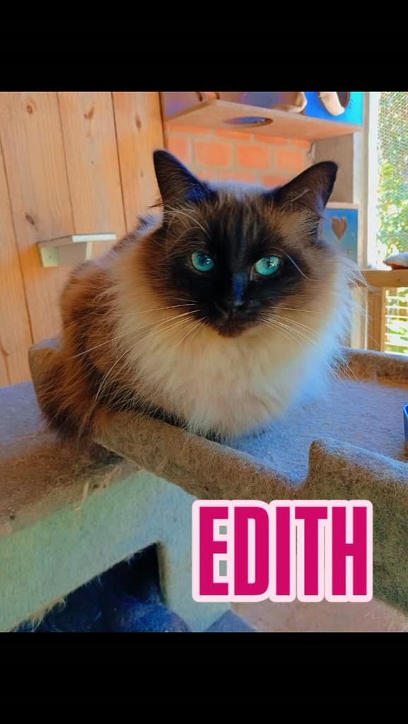 Edith, gata de porte pequeno para adoção em Blumenau - SC