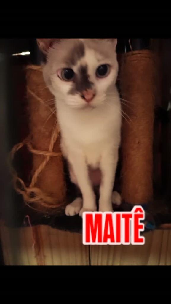 Maitê, gata de porte pequeno para adoção em Blumenau - SC