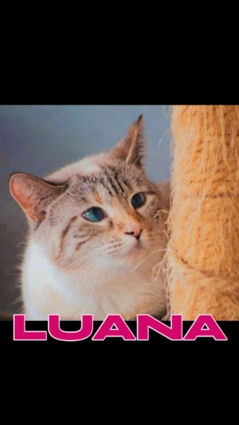 Luana, gata de porte pequeno para adoção em Blumenau - SC