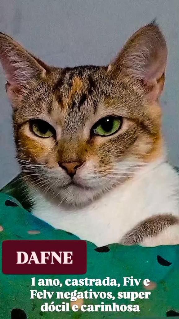 Dafne, gata de porte médio para adoção em Blumenau - SC