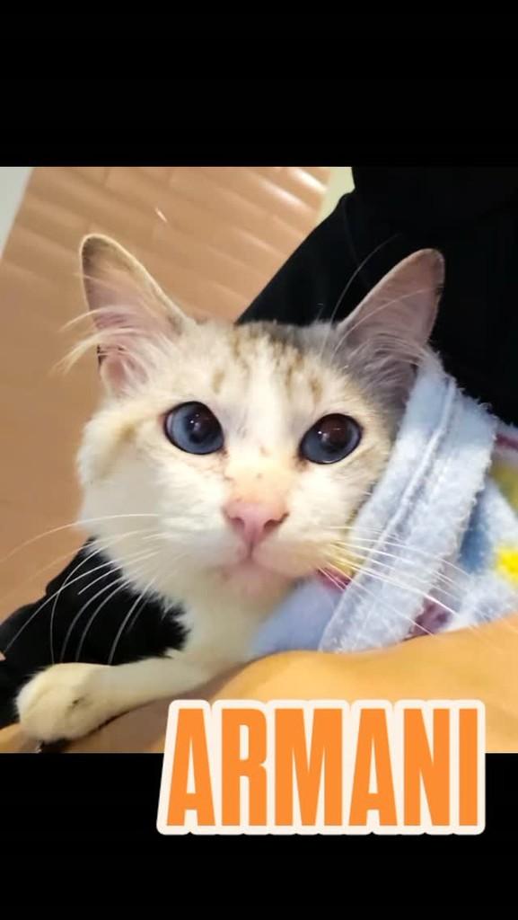 Armani, gato de porte pequeno para adoção em Blumenau - SC