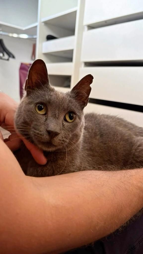 Stellinha, gato para adoção em Brasília - DF