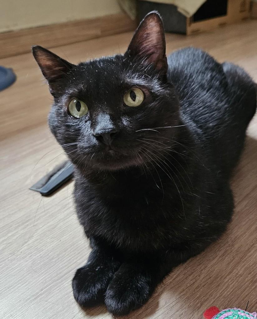 Milo, gato de porte pequeno para adoção em Brasília - DF