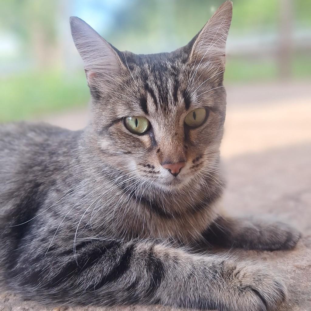 Rosa, gato para adoção em Brasília - DF