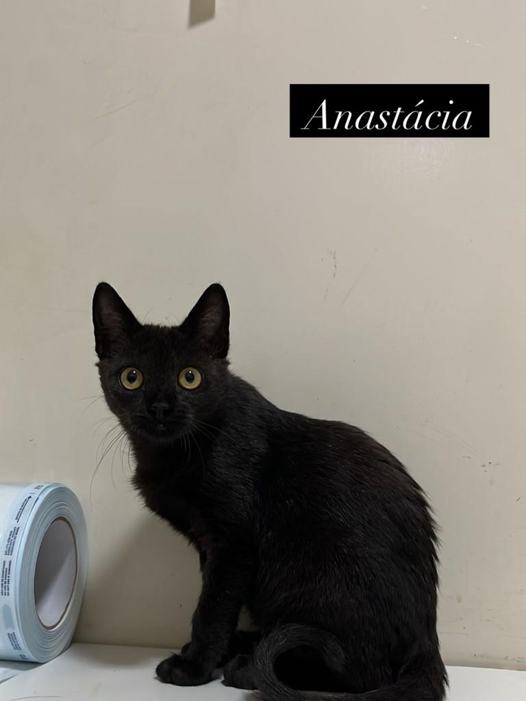 Anastácia, gata de porte pequeno para adoção em Brasília - DF
