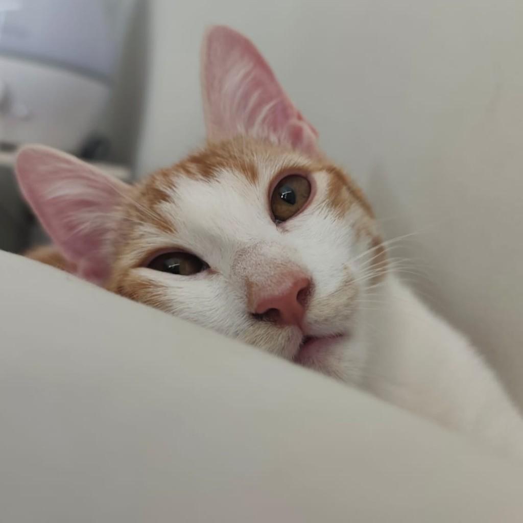 Leo, gato de porte pequeno para adoção em Brasília - DF