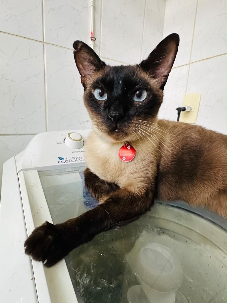 Ônix, gato de porte médio para adoção em Brasília - DF
