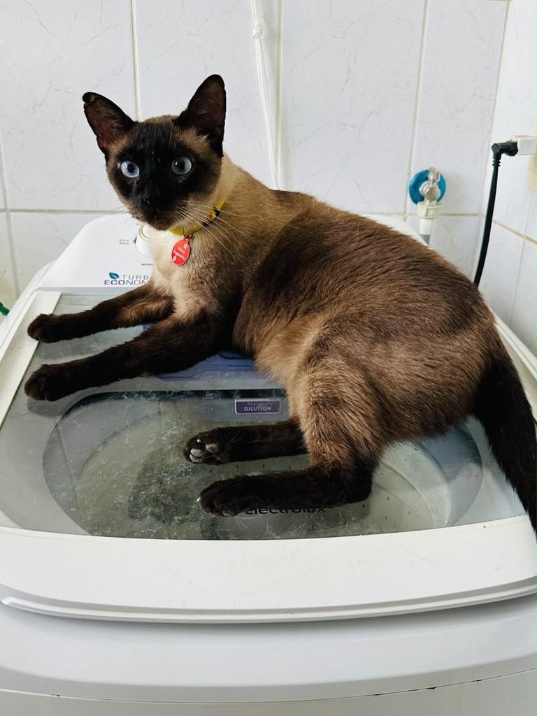 Ônix, gato de porte médio para adoção em Brasília - DF — foto 2 de 3