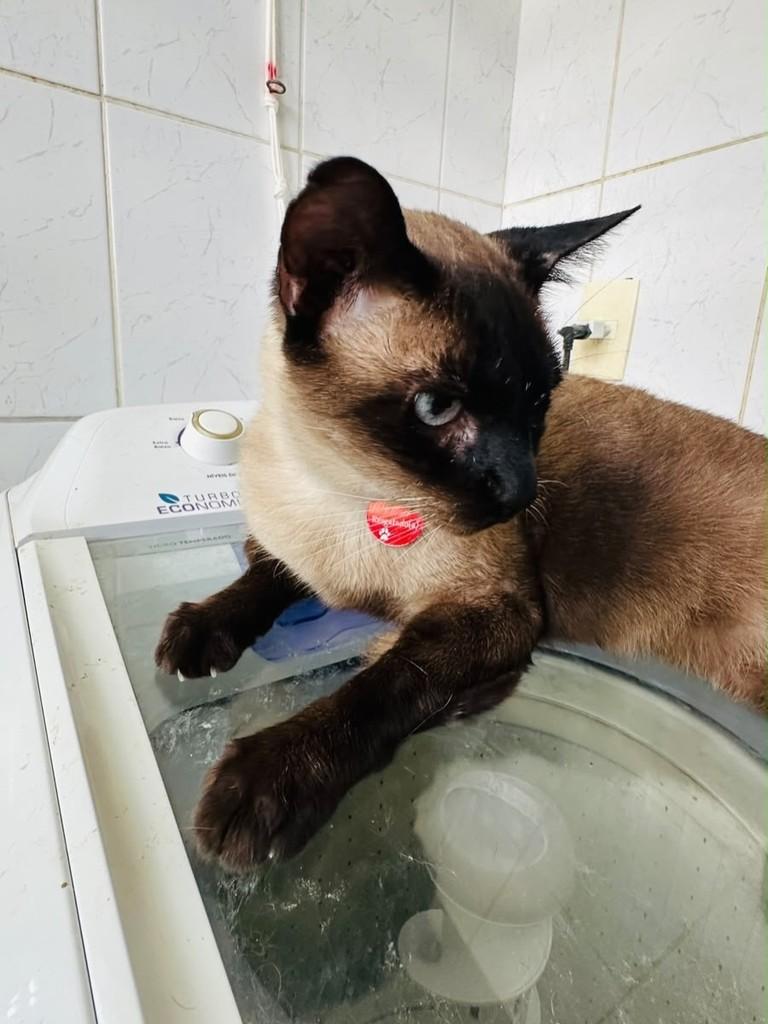 Ônix, gato de porte médio para adoção em Brasília - DF — foto 3 de 3