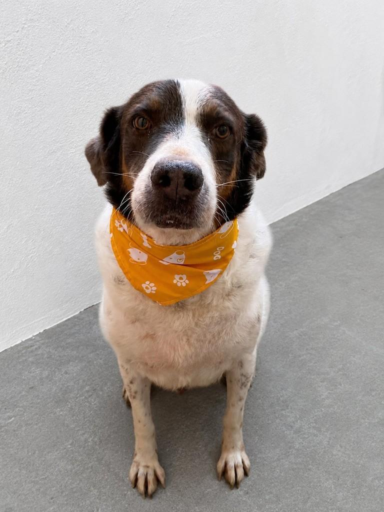 Juvenal, cachorro de porte médio para adoção em Guanambi - BA