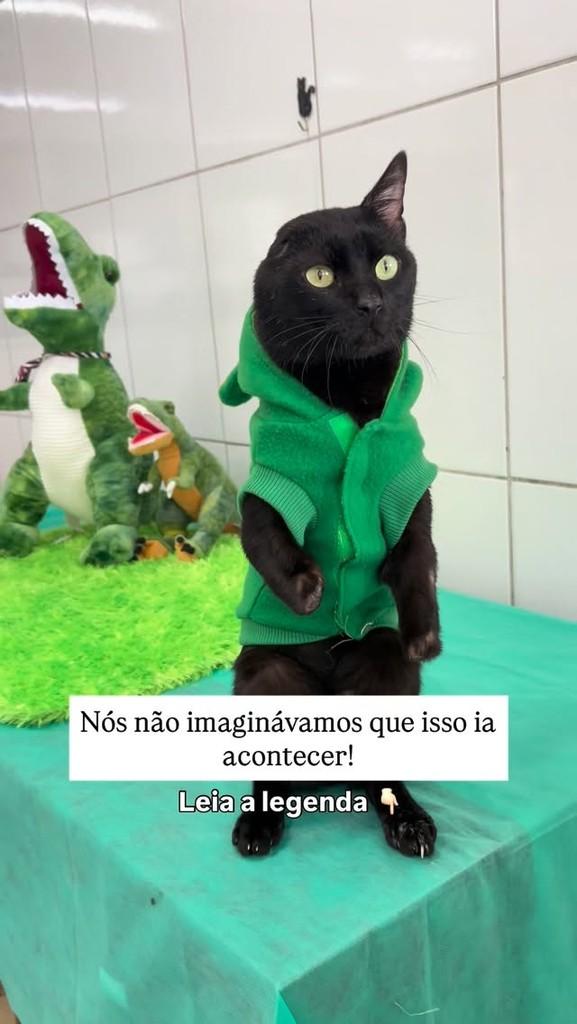 Gatosauro, gato de porte pequeno para adoção em São Paulo - SP