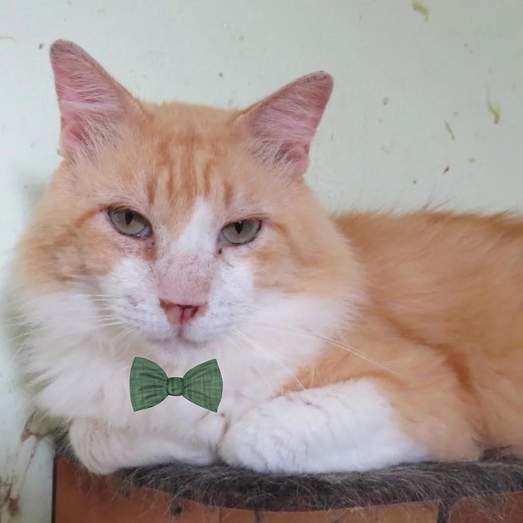Solano, gato de porte médio para adoção em São Paulo - SP